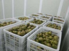 4000立方氣調冷庫安裝要多少錢？