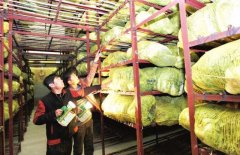新建1000噸蔬菜冷庫(kù)設(shè)計(jì)大概多少錢(qián)？